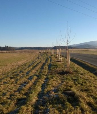 Liberecký kraj nadále pokračuje v péči o aleje